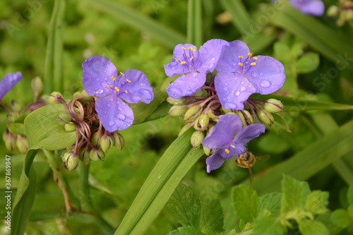 blue purple flower of Tradescantia virginiana plant.Tradescantia close up shot in the forest. photo