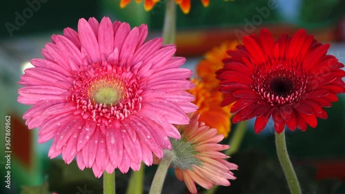pink gerber daisy
