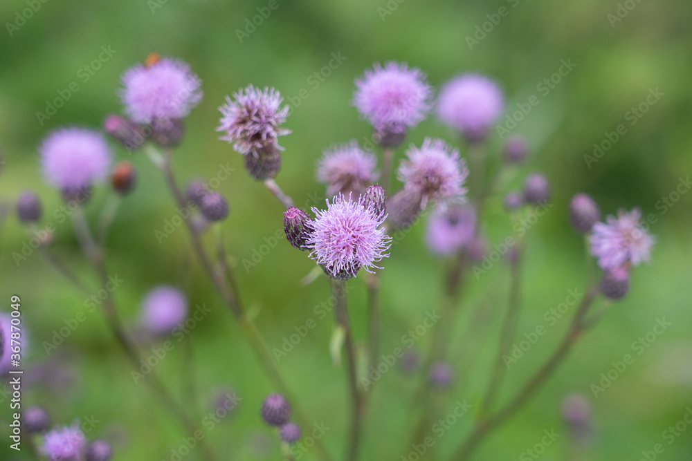 Burdock thorny flower. (Arctium lappa) on green blur background. Burdock thorny flower. (Arctium lappa) on green blur background.