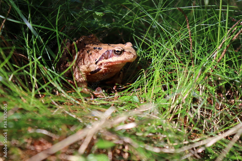 Fototapeta premium Brown frog on the edge of the forest