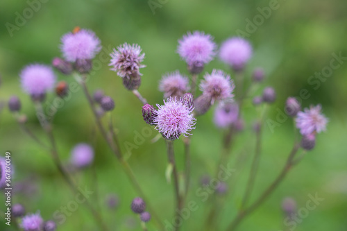 Burdock thorny flower. (Arctium lappa) on green blur background. © oleksandr