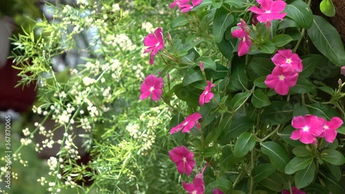 flowers in the garden