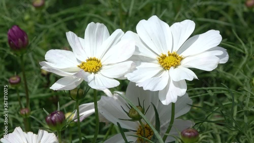 white and yellow flowers