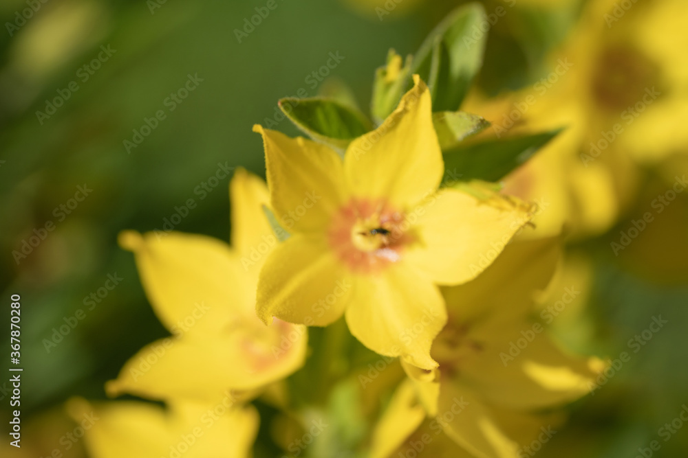 Summer background. View of Home garden flower.