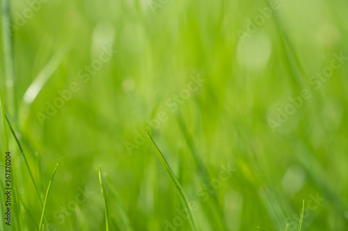 Natural green background with selective focus.