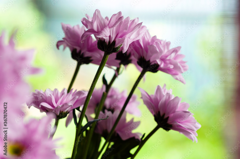 Lilac chrysanthemum flowers bouquet on a soft bokeh background