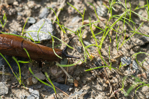 A naked brown snail crawling through the grass.