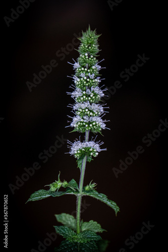 close-up of the mint flower on a dark background