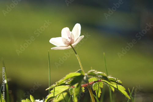 Blossom of wood anemone in close up view.