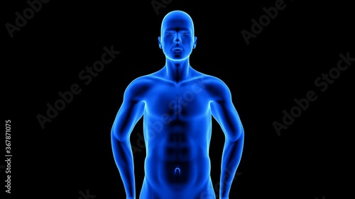 male fitness body transformation, front view - muscle mass building animation on black background with alpha