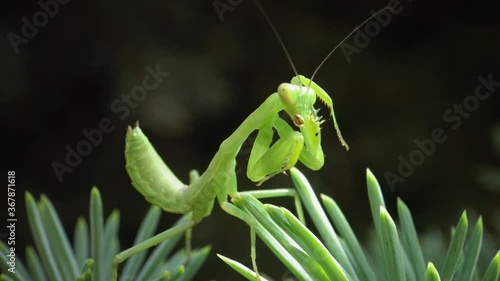 The European mantis (Mantis religiosa). The predatory insect preys on plants.