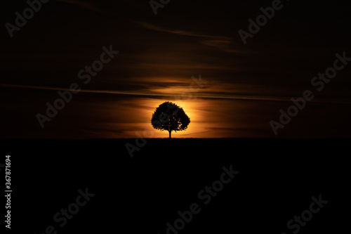 Baum vor Sonne
