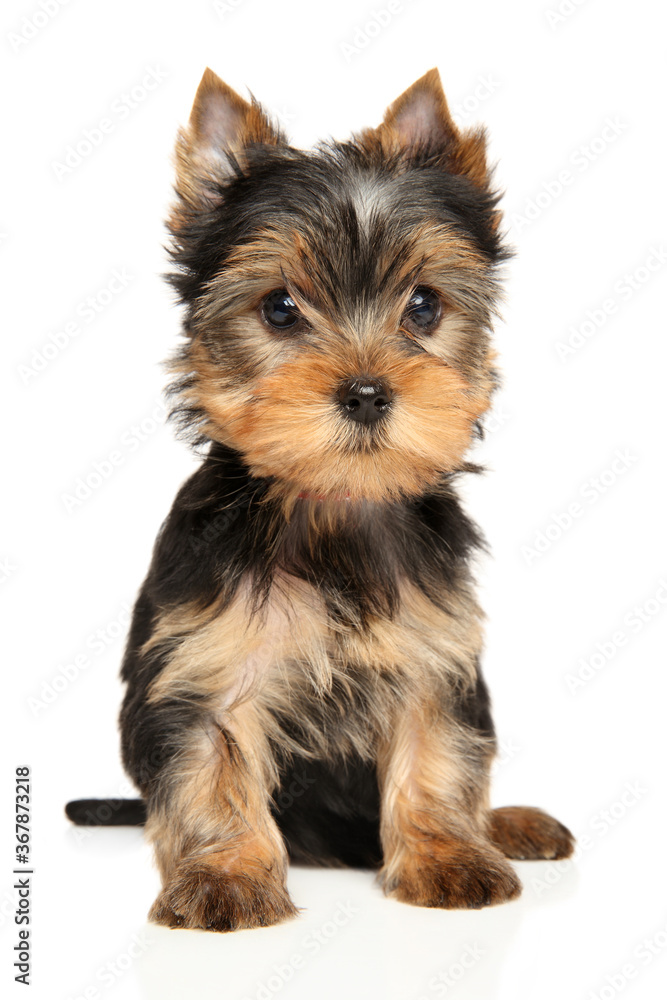 Sad Yorkshire Terrier puppy on white background Sad Yorkshire Terrier puppy on white background