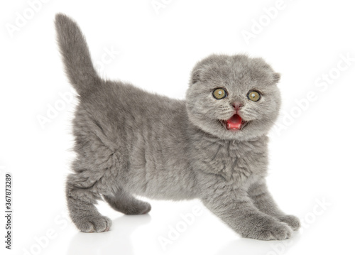 Portrait of a Scottish fold kitten