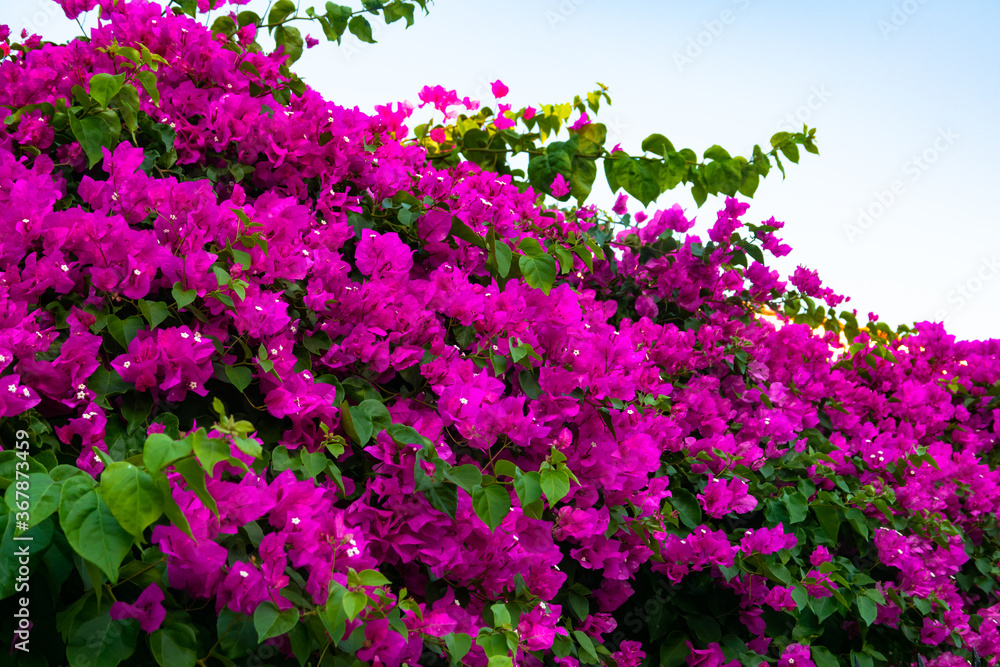 Pink, magenta  blooming bougainvillea flower, Bougainvillea is a thorny ornamental vines. Floral background.