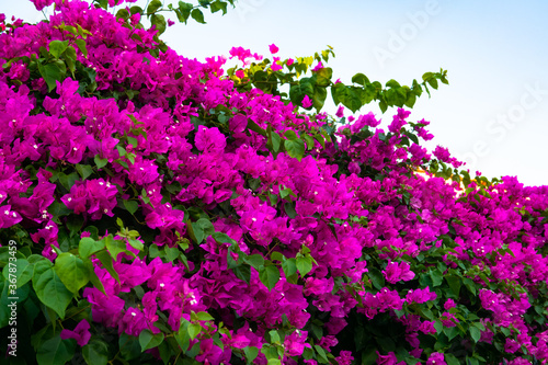 Pink, magenta blooming bougainvillea flower, Bougainvillea is a thorny ornamental vines. Floral background.