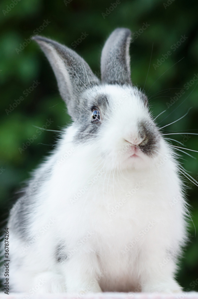 cute little fluffy rabbit on green natural background. grey and white color bunny. Easter symbol. domestic pet. closeup. vertical. postcard. card. portrait. cute little fluffy rabbit on green natural background. grey and white color bunny. Easter symbol. domestic pet. closeup. vertical. postcard. card. portrait.