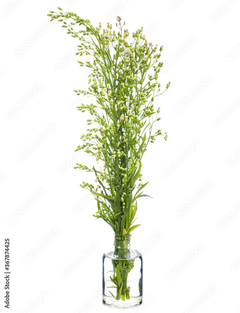 Obraz premium Erigeron canadensis(horseweed or Canadian horseweed) in a glass vessel on a white background