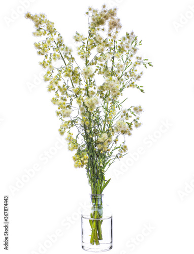 Erigeron canadensis(horseweed or Canadian horseweed) in a glass vessel on a white background