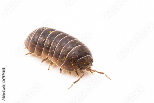 Common pillbug or sow bug, Armadillidium sp, white background and room for text