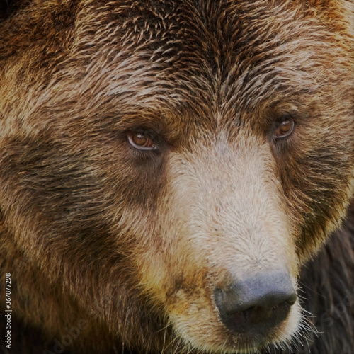 brown bear close up