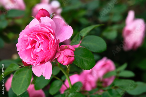 beautiful pink flowers close-up. color nature. day light