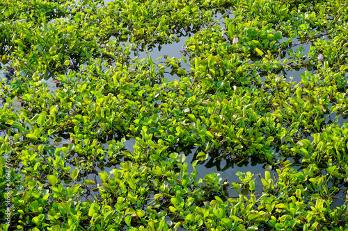 Fototapeta Naklejka Na Ścianę i Meble -  Water hyacinth on the river 