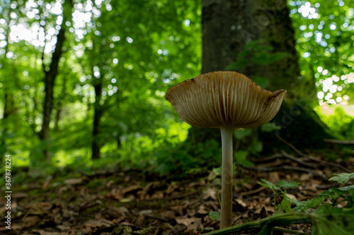A wild mushroom growing in the woods