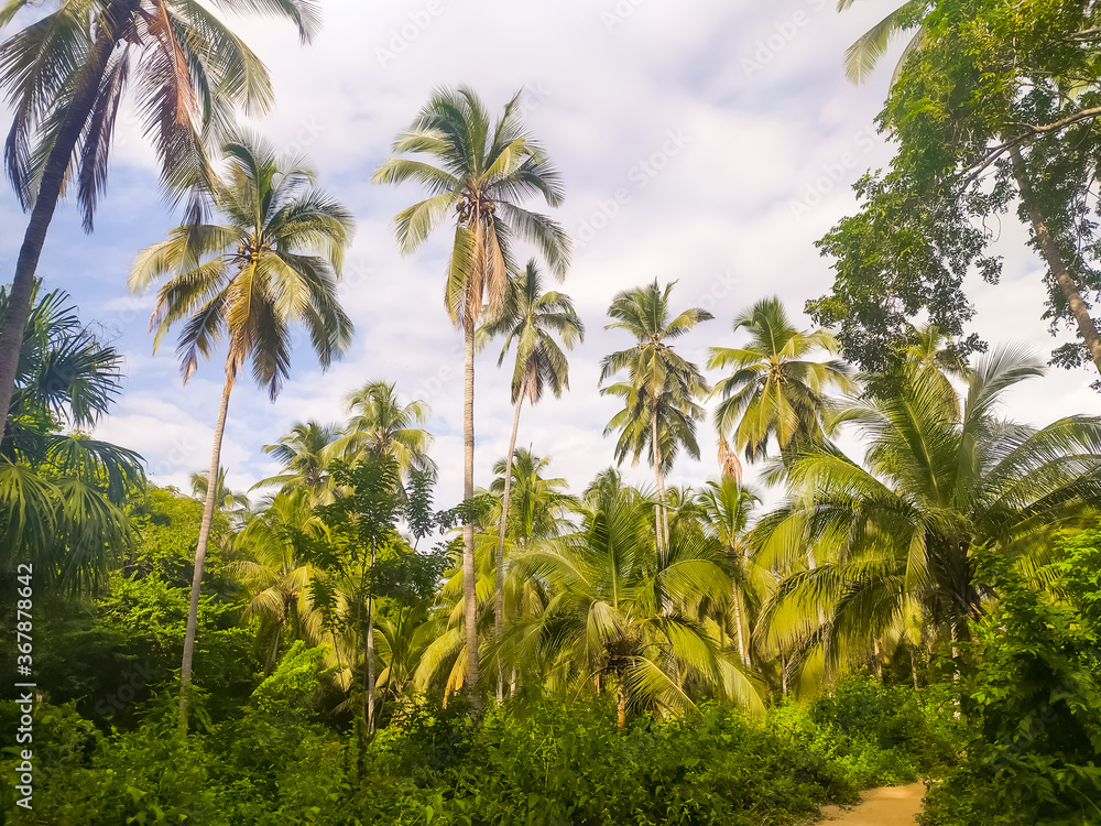 Palm trees on the Caribbean coast in Tayrona Park in Colombia Palm trees on the Caribbean coast in Tayrona Park in Colombia
