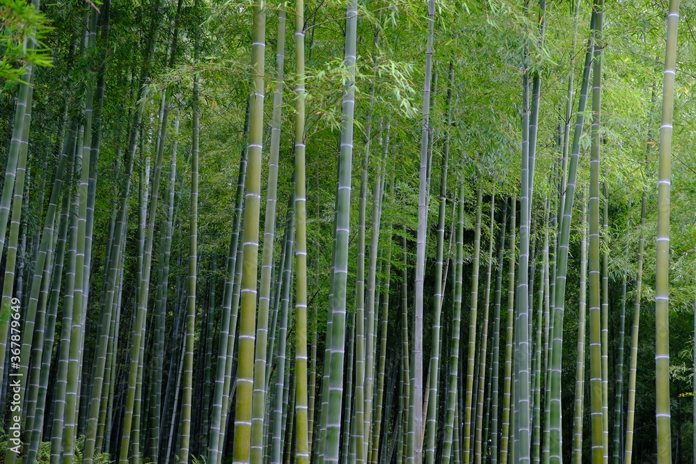Kyoto Japan - Mt Arashiyama Monkey Park Iwatayama scenic Bamboo forest Kyoto Japan - Mt Arashiyama Monkey Park Iwatayama scenic Bamboo forest
