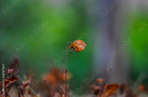 Orange Weed Foliage Plant Close Up Nature Photography. Blurred background  natural environment zoomed textured flora soft focus Autumn Wildflower