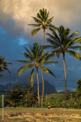 Before the storm, Hawaii