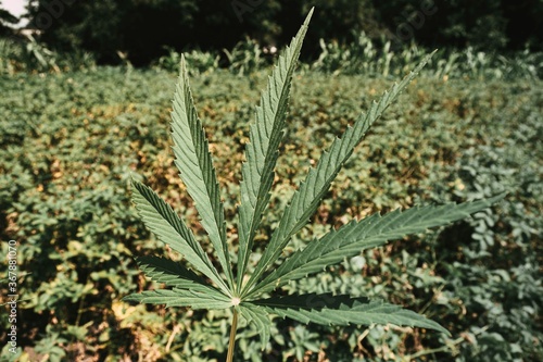 Cannabis leaf on a green field background.