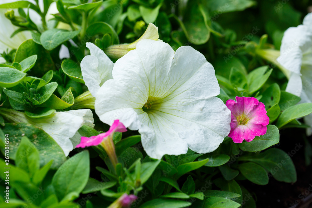 Beautiful fresh garden flowers to decorate the porch in the house Beautiful fresh garden flowers to decorate the porch in the house