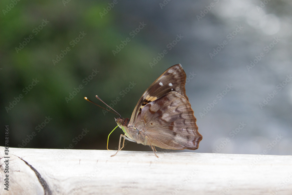Fototapeta premium Butterfly