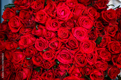 A large bouquet of red roses for a girl  fresh flowers