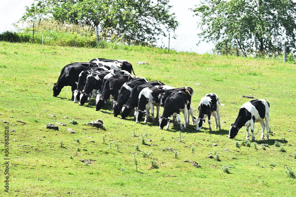 custom made wallpaper toronto digitalDairy Cows in a Row