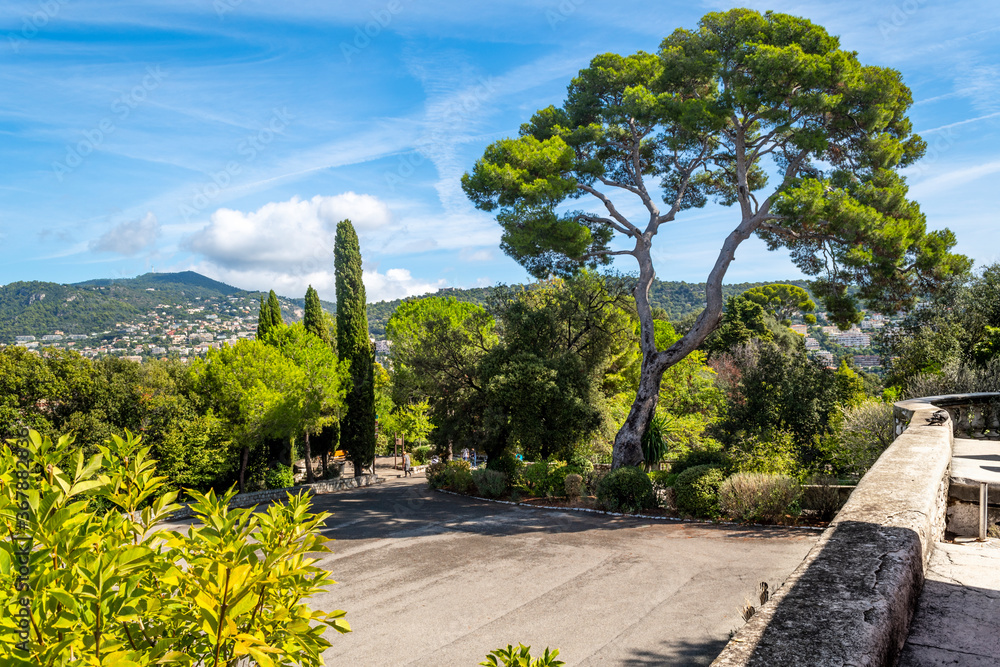 A beautiful stone pine tree near the top of Castle Hill park overlooking the city of Nice, France, on the French Riviera.