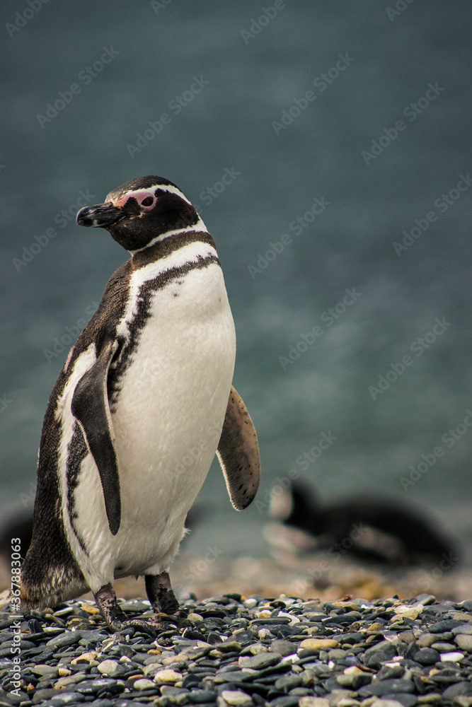 Naklejka premium Penguin