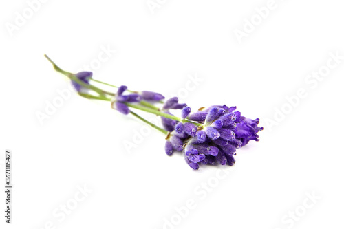 Fototapeta Naklejka Na Ścianę i Meble -  Lavender flowers isolated on white