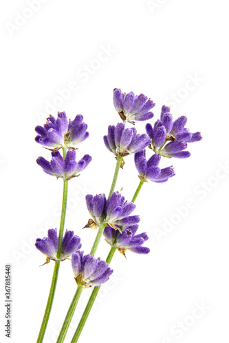 Organic lavender flower stems isolated on white background © mikeosphoto