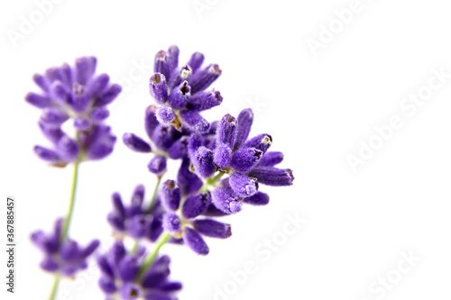 Natural lavender flower stems isolated on white background