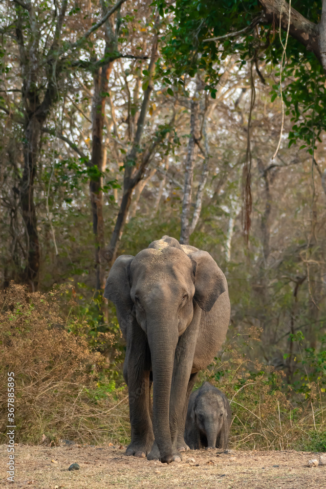 Asian Elephant on way to the water hole in wild. Photo Captured from South Indian forest of Karnataka State, India.
