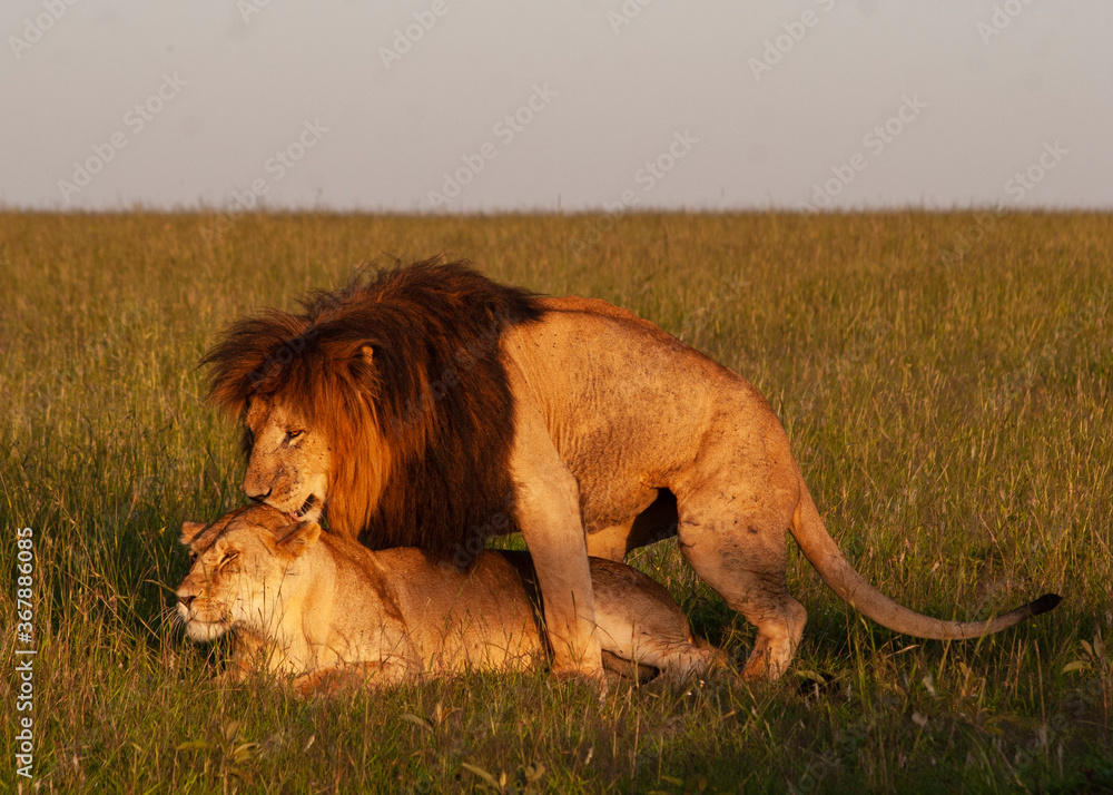 Obraz premium Lions mating