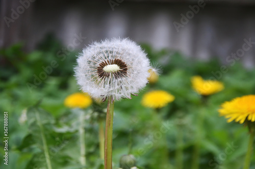 Fluffy white dandelion in focus on the meadow