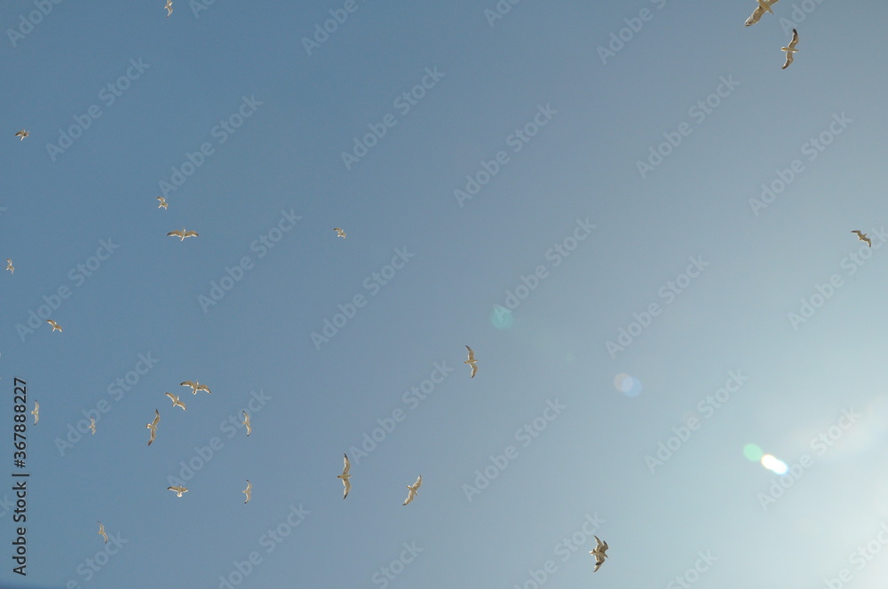 Obraz premium Flock of seagulls flying in a clear blue sky. Natural background. 