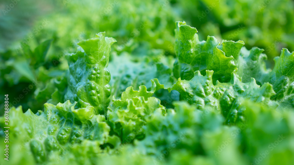 Close up green salad or lettuce leaves background. Close up green salad or lettuce leaves background.