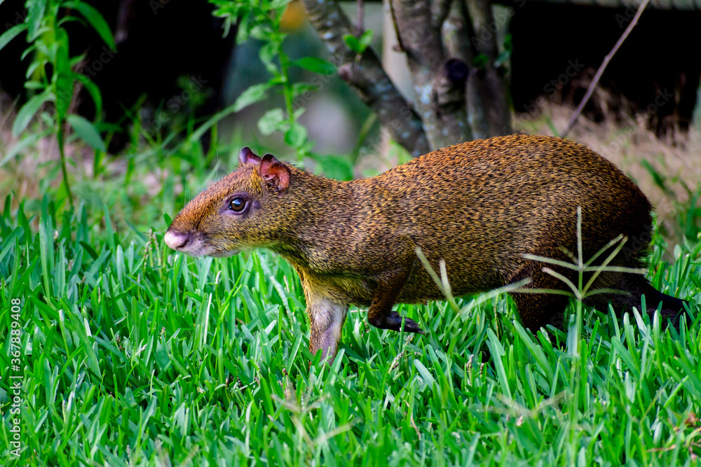 Agouti on the grass Agouti on the grass