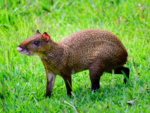 Agouti on the grass photo