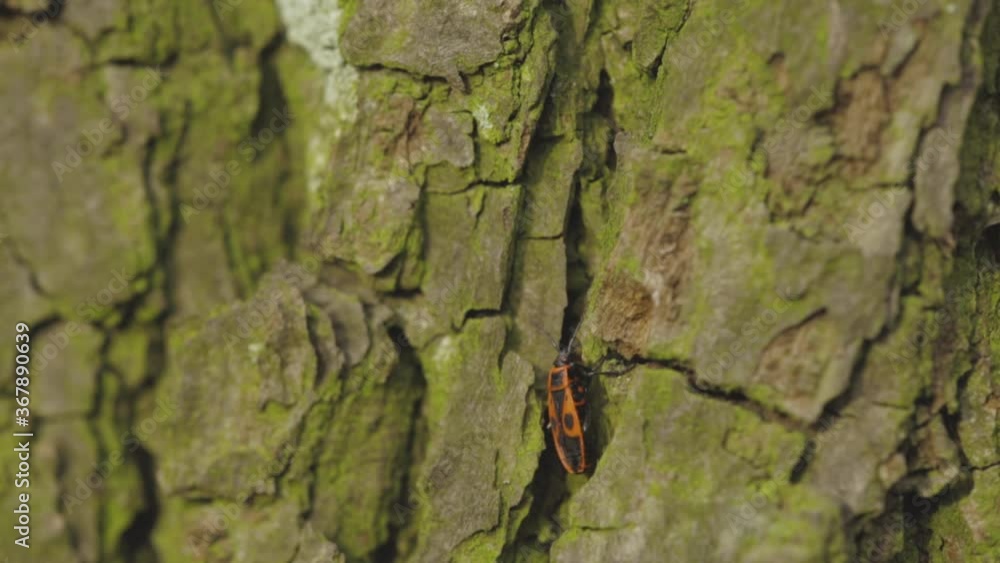 A Lone European Firebug Climbing Up On The Mossy Tree Trunk. - trucking shot A Lone European Firebug Climbing Up On The Mossy Tree Trunk. - trucking shot